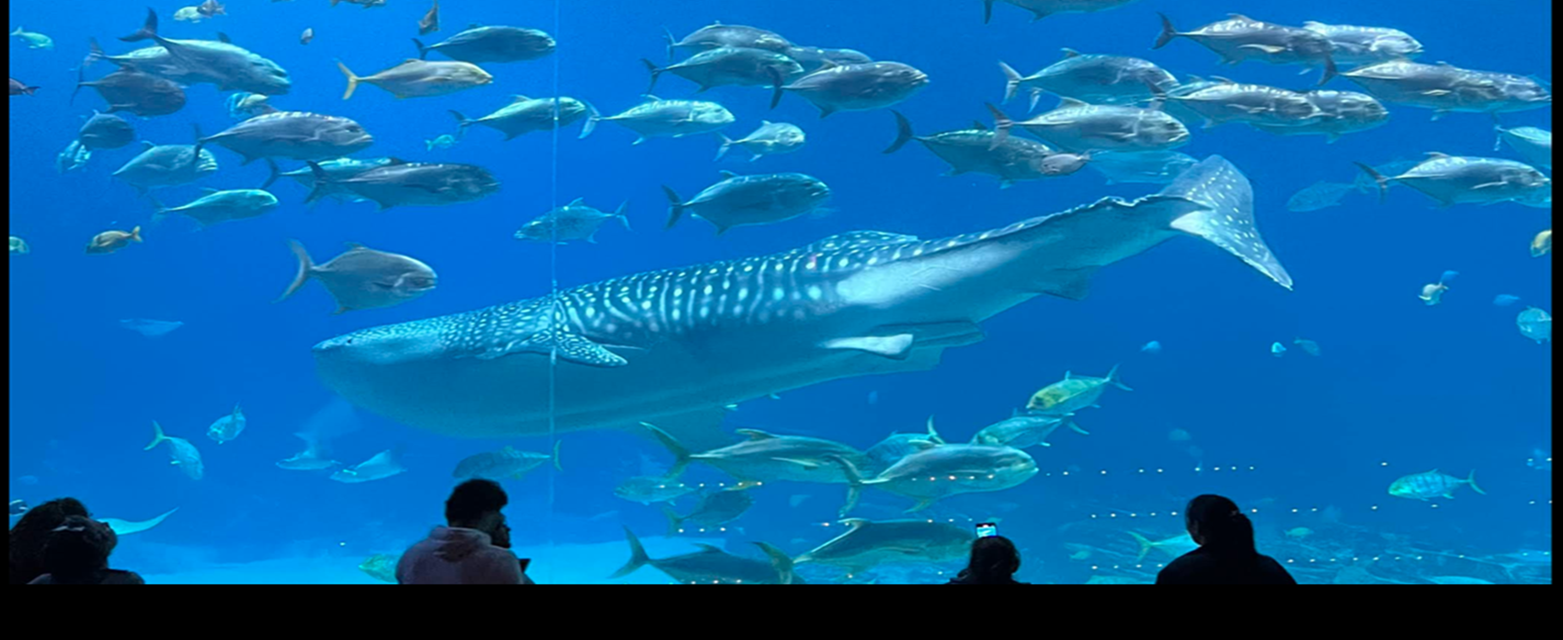 Georgia Aquarium