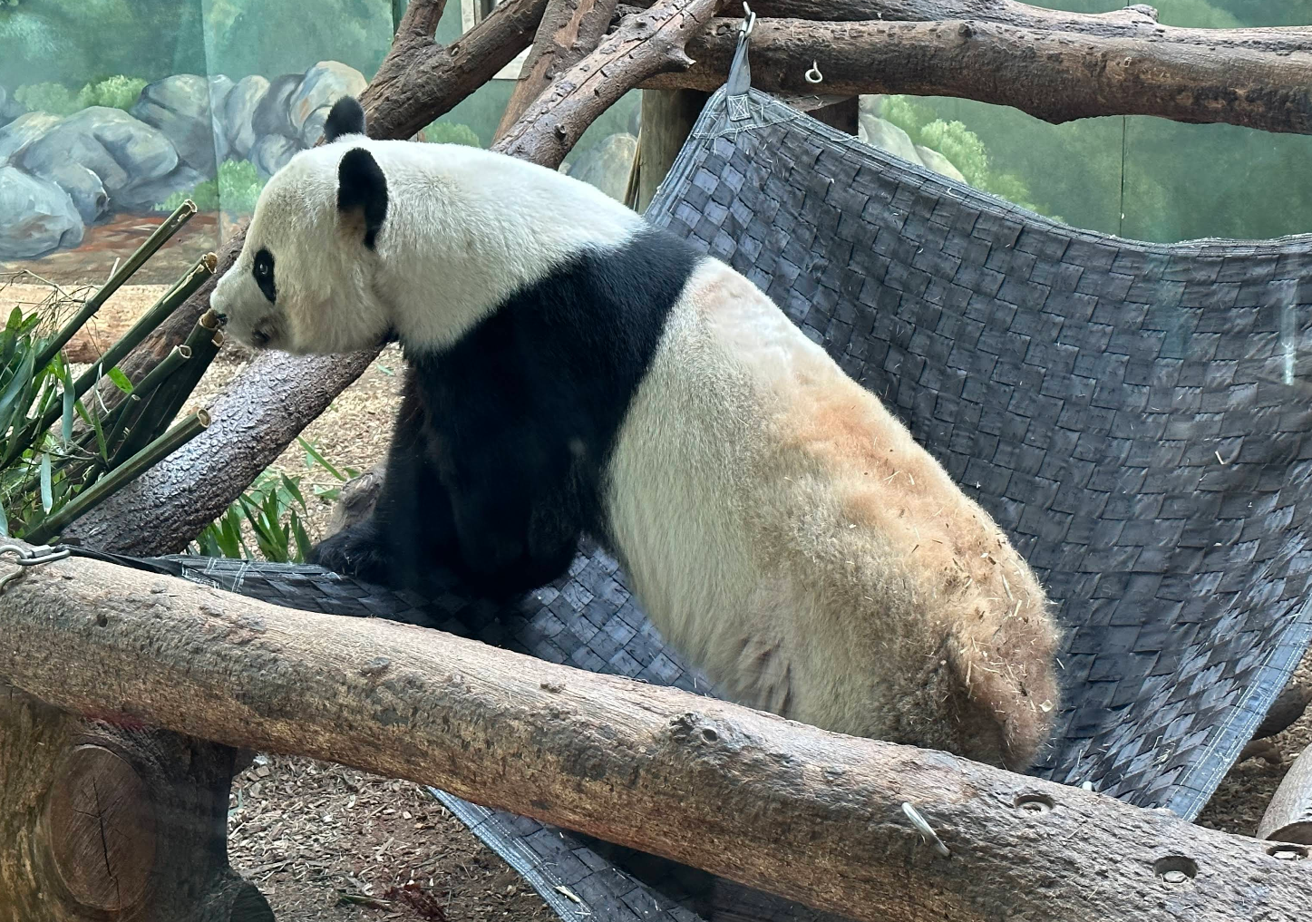 Zoo Atlanta gallery image