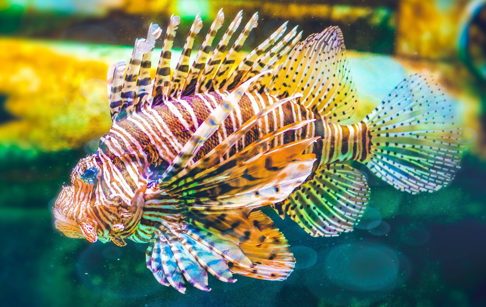 Georgia Aquarium gallery image