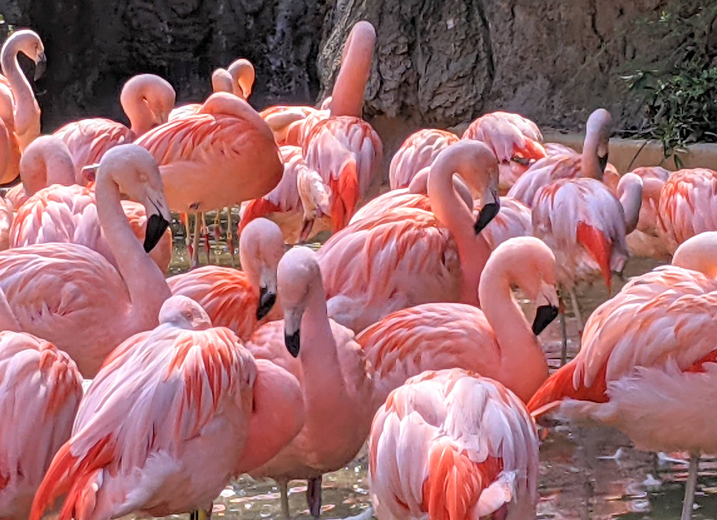 Zoo Atlanta gallery image